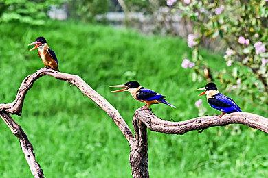 《葛叶雷道复刻版：超力兵团奇谭》发售预告公开 6月19日特别直播揭晓新情报